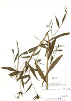 藏品(大本山梗菜)的圖片